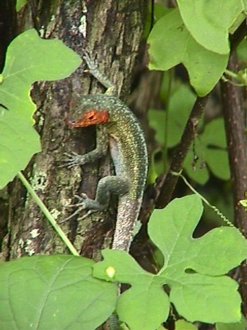 Red-faced Lizard